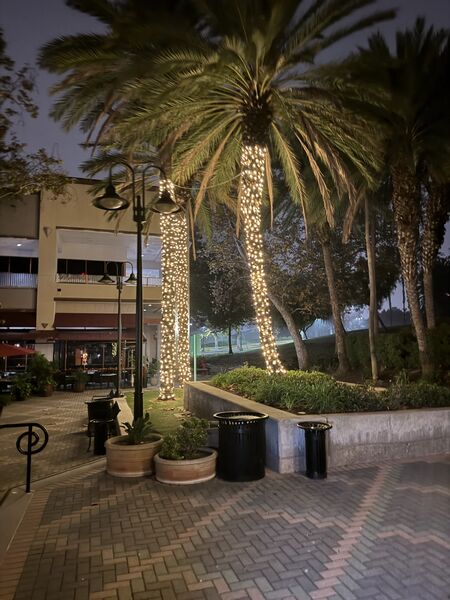 Commercial palms