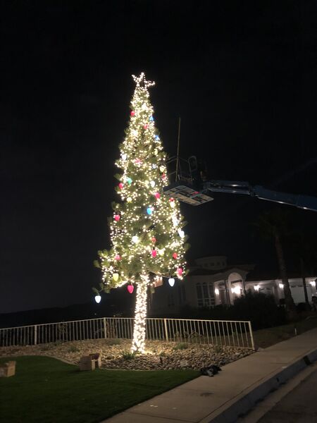 Ribbon tree