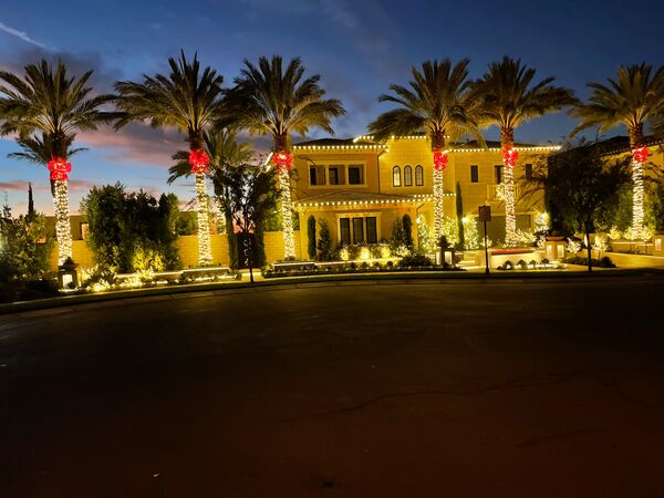 Mediterranean palms