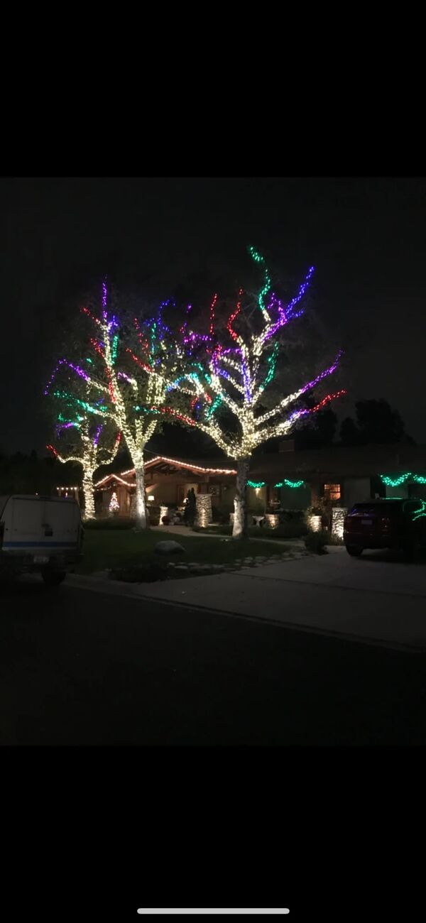 Rainbow trees