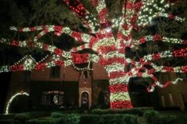 Red white tree