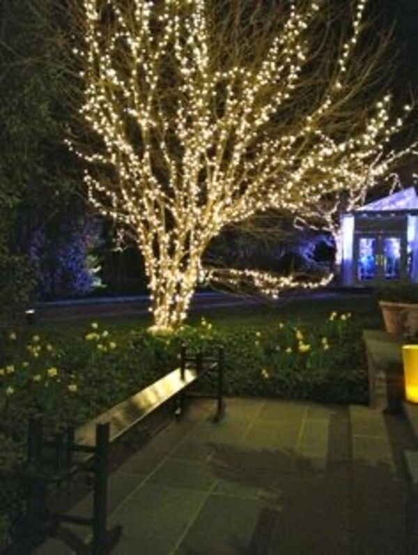 White tree patio
